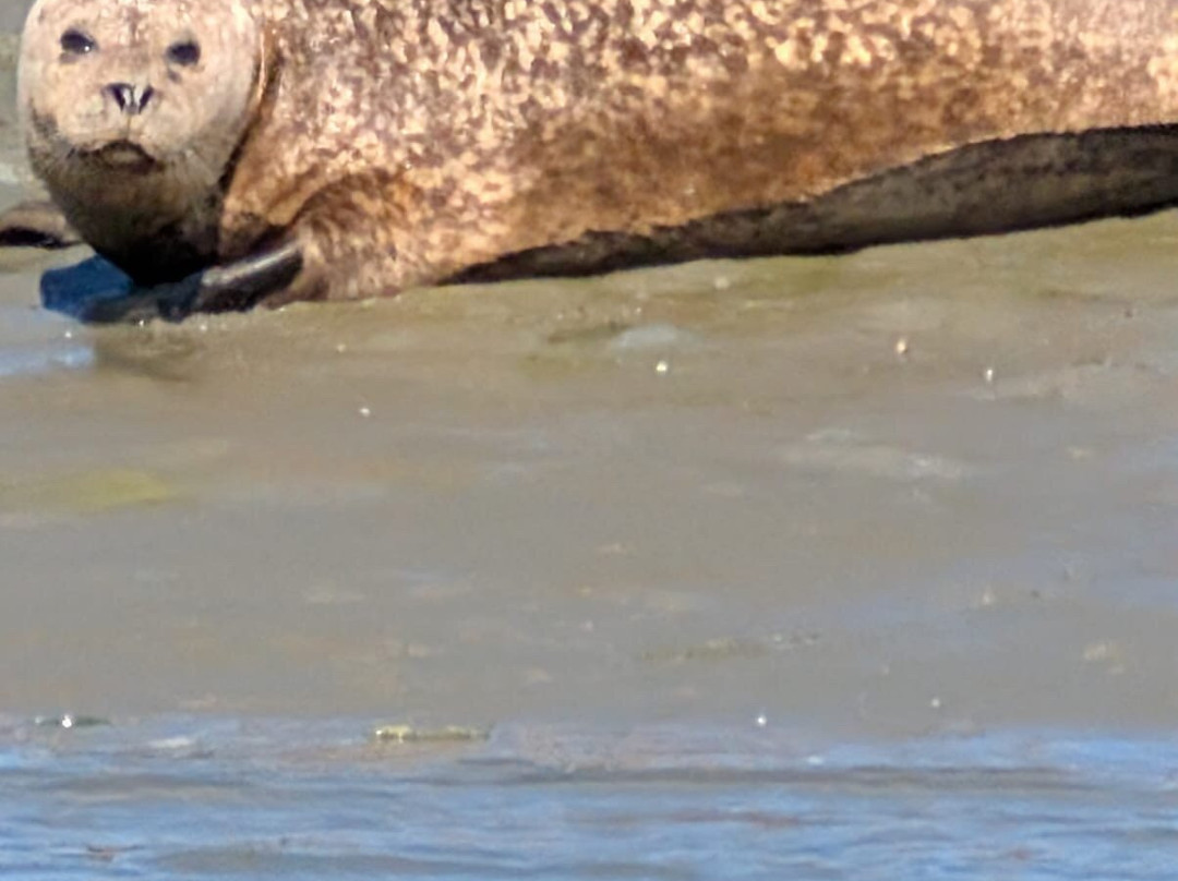 Chichester Harbour Water Tours-West Itchenor必去景点