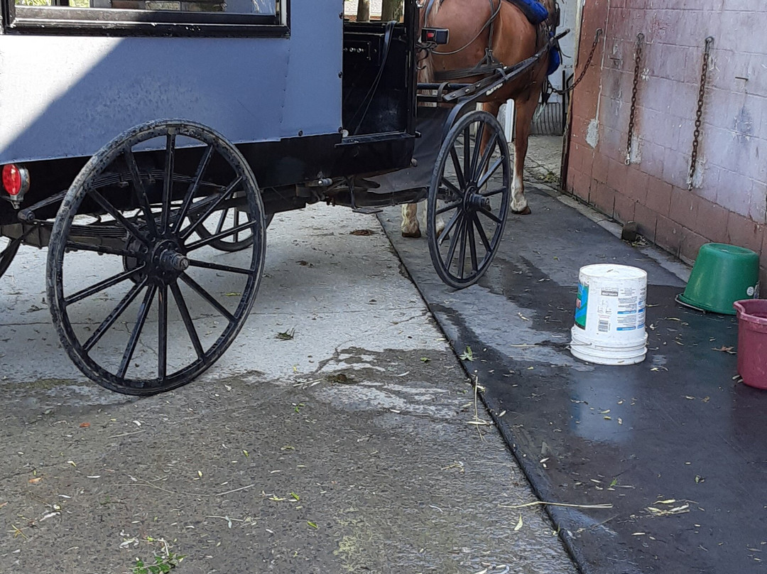 Abe's Buggy Rides-Bird in Hand必去景点