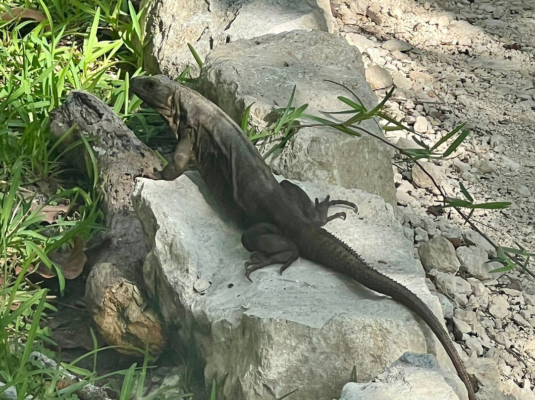 Zona Arqueologica El Meco-Puerto Juarez必去景点