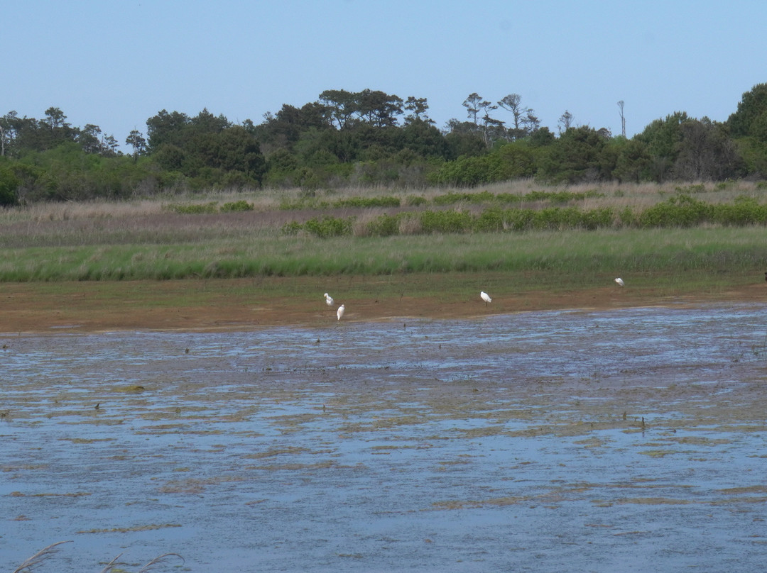 Chincoteague National Wildlife Refuge-钦科蒂格岛必去景点