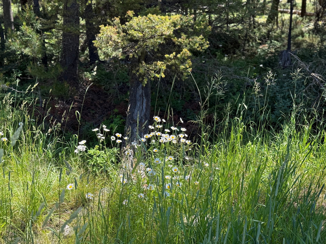 Ousel Falls Trail-大斯凯必去景点