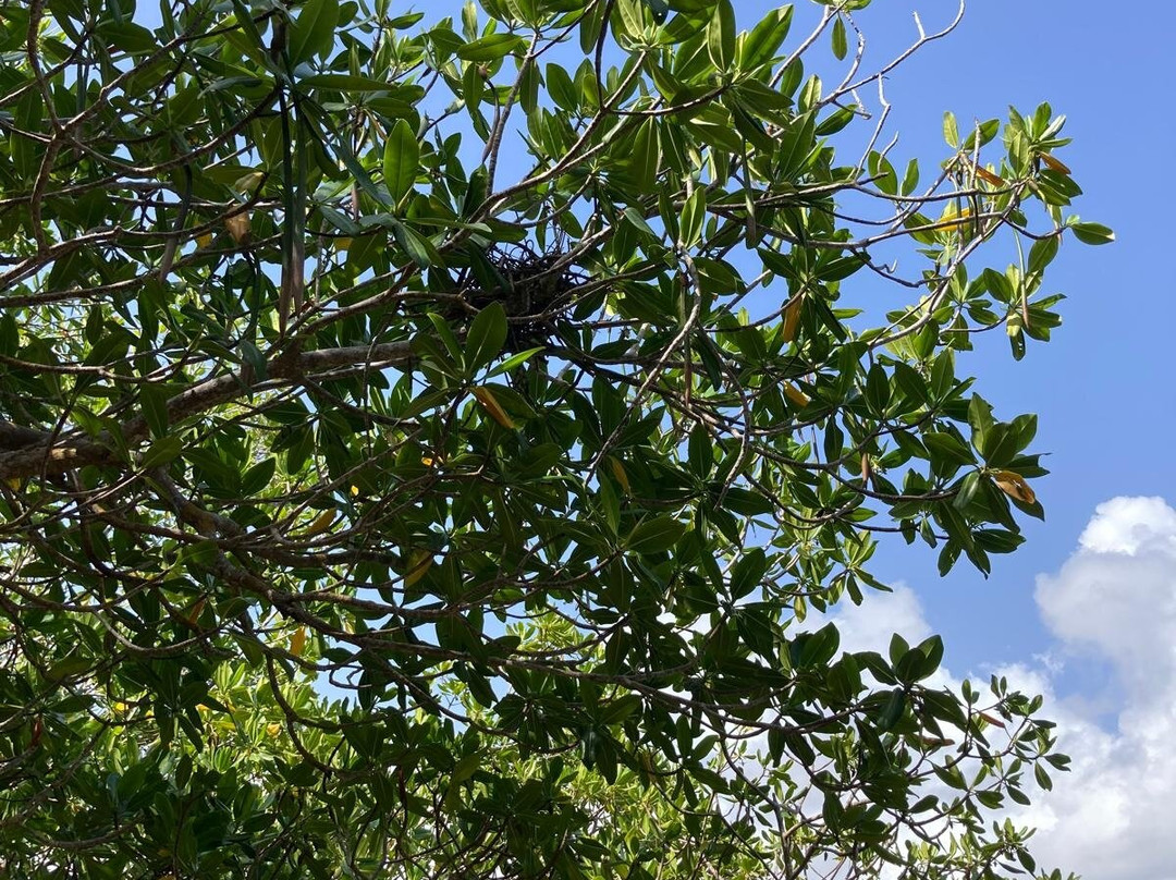 Mangrov Eco Tour-Sainte Rose必去景点