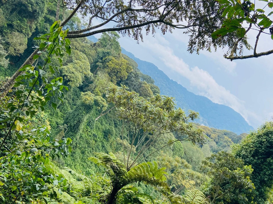 Nyungwe National Park - Rwanda-Western Province必去景点