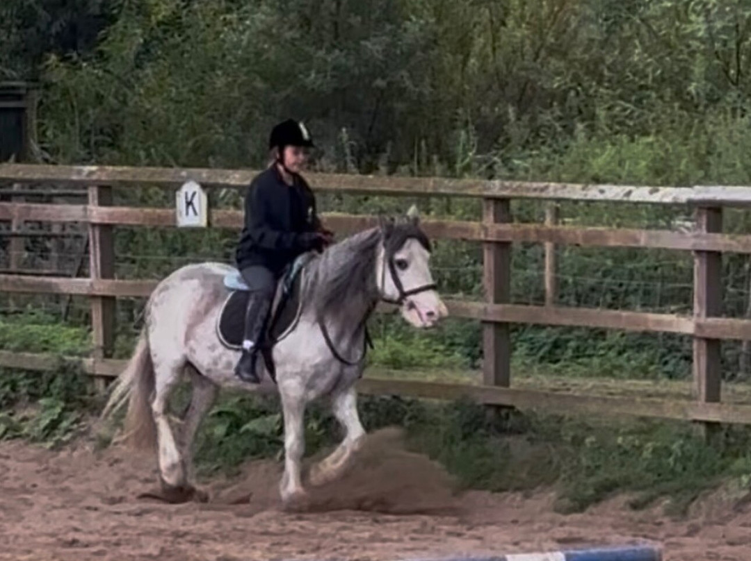 Bridlewood Equestrian Centre-Gwespyr必去景点