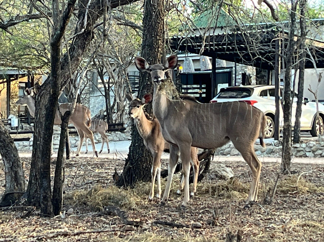 Foxy Crocodile Bush Lodge & Kruger Safaris主图