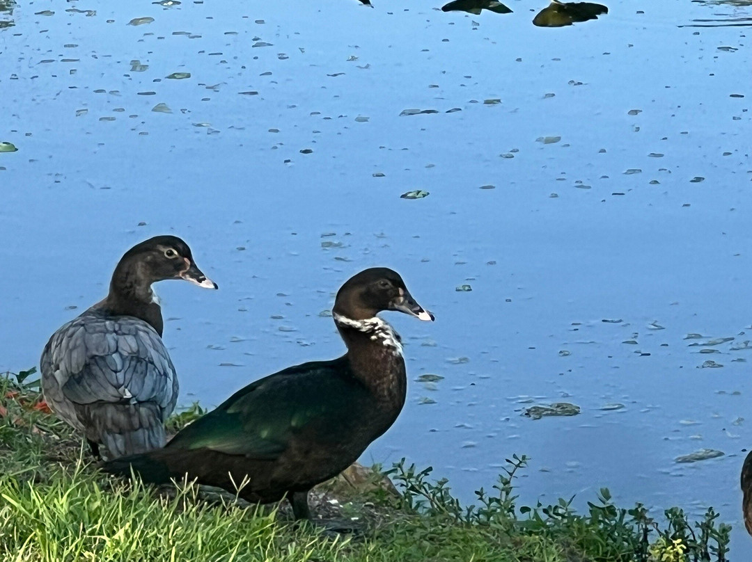 Centennial Park-奥基乔比必去景点