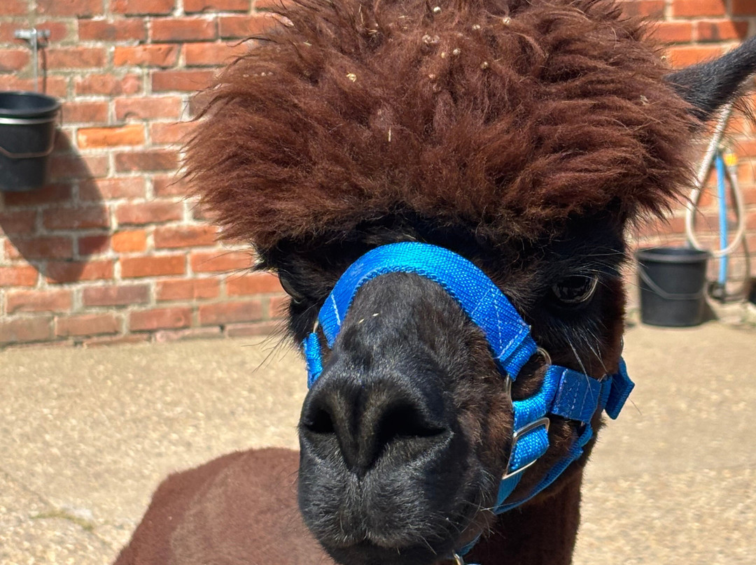 Westfield Alpacas-Barton-upon-Humber必去景点