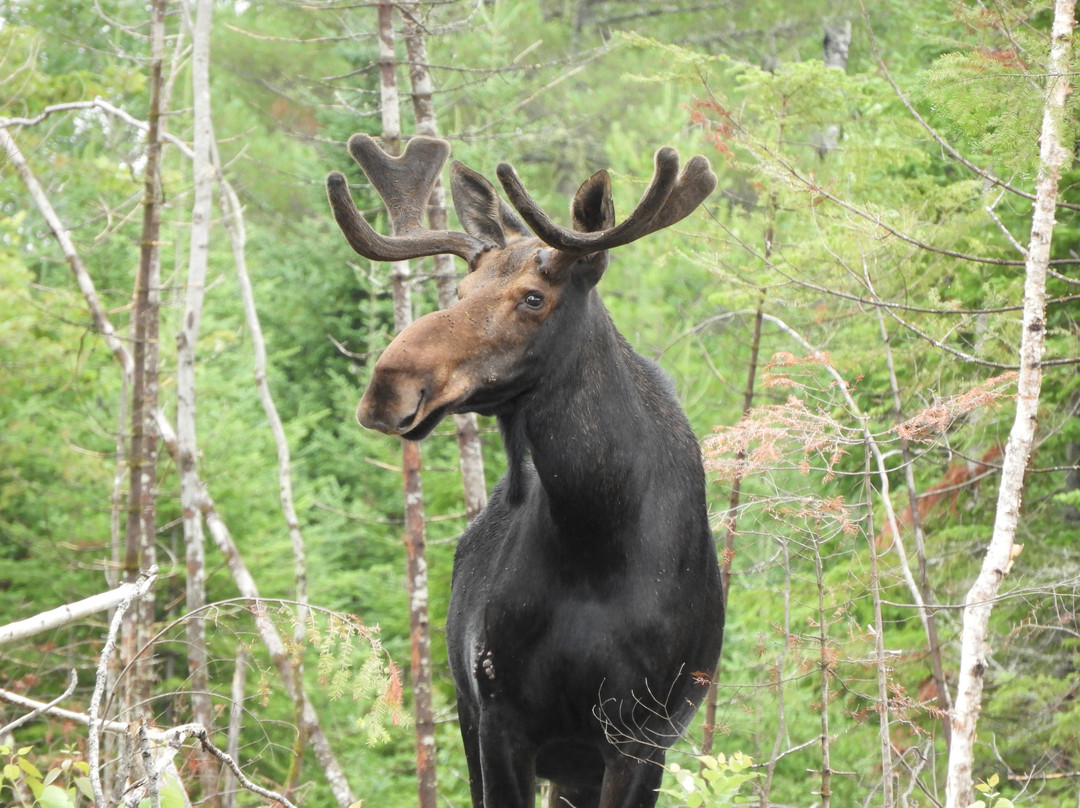 Moosehead Area Guide Service-Greenville必去景点