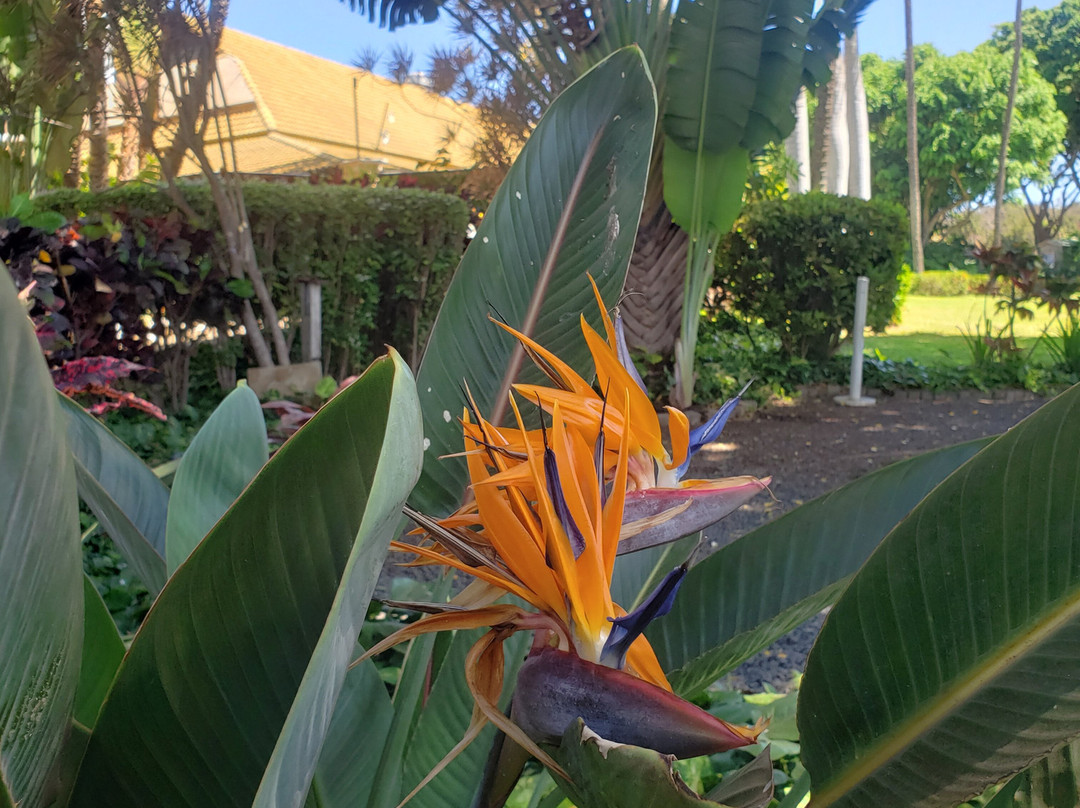 茂宜热带平原-怀露库必去景点