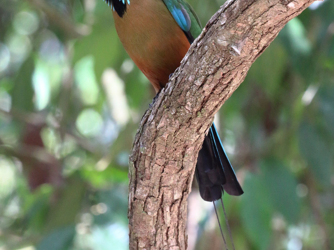 Amar Aves: Birdwatching and Mayan culture-图伦必去景点
