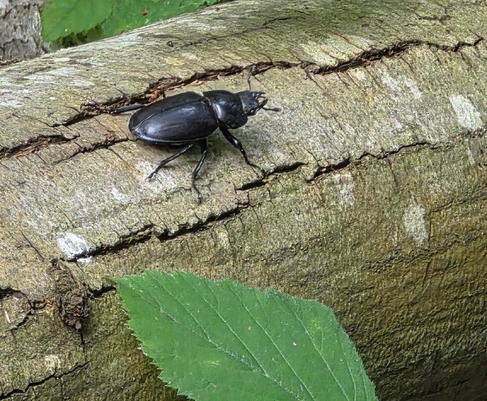 Shorne Woods Country Park-Shorne必去景点