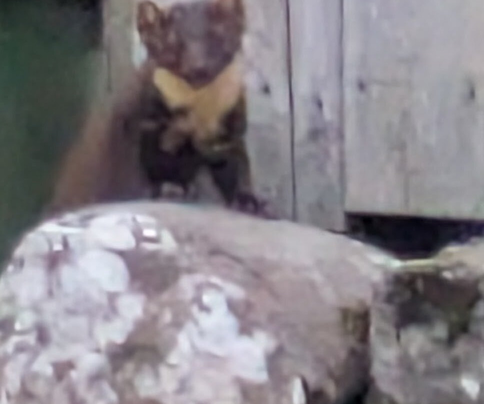 Applecross Inn主图