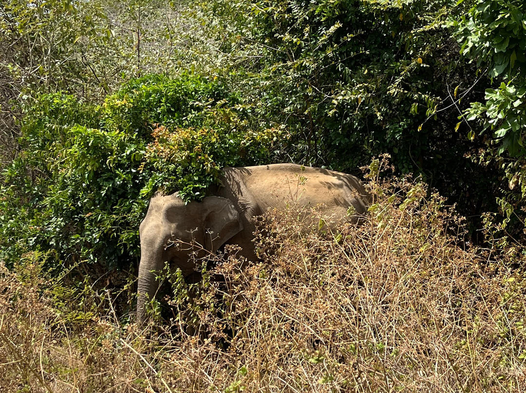 Udawalawe safari vishal-乌达瓦拉瓦必去景点