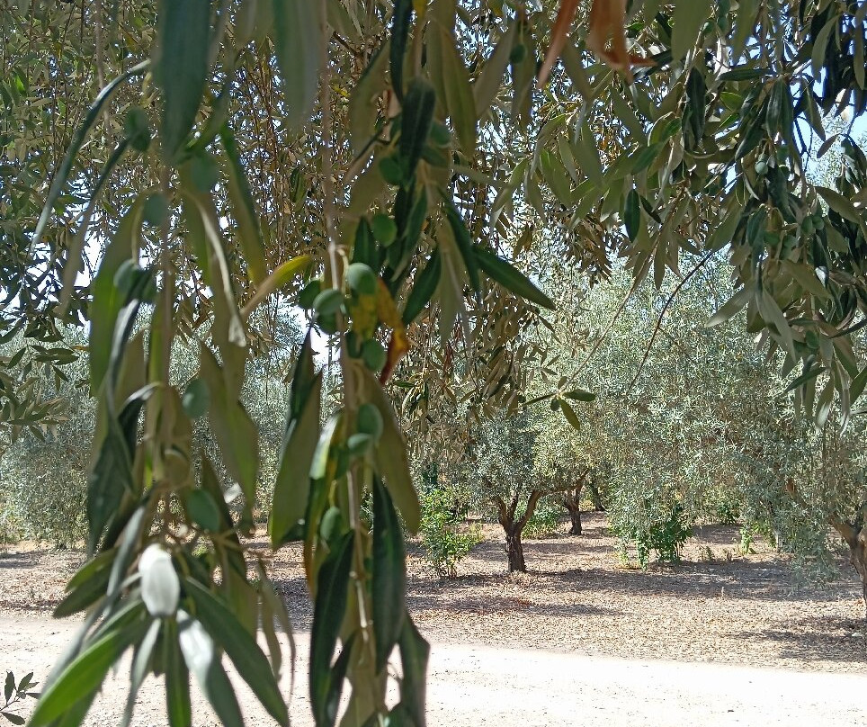 Azeite Casa Anadia - Olive Oil & Tours-Abrantes必去景点