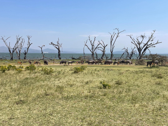 Grivet Tours And Safaris-马林地必去景点