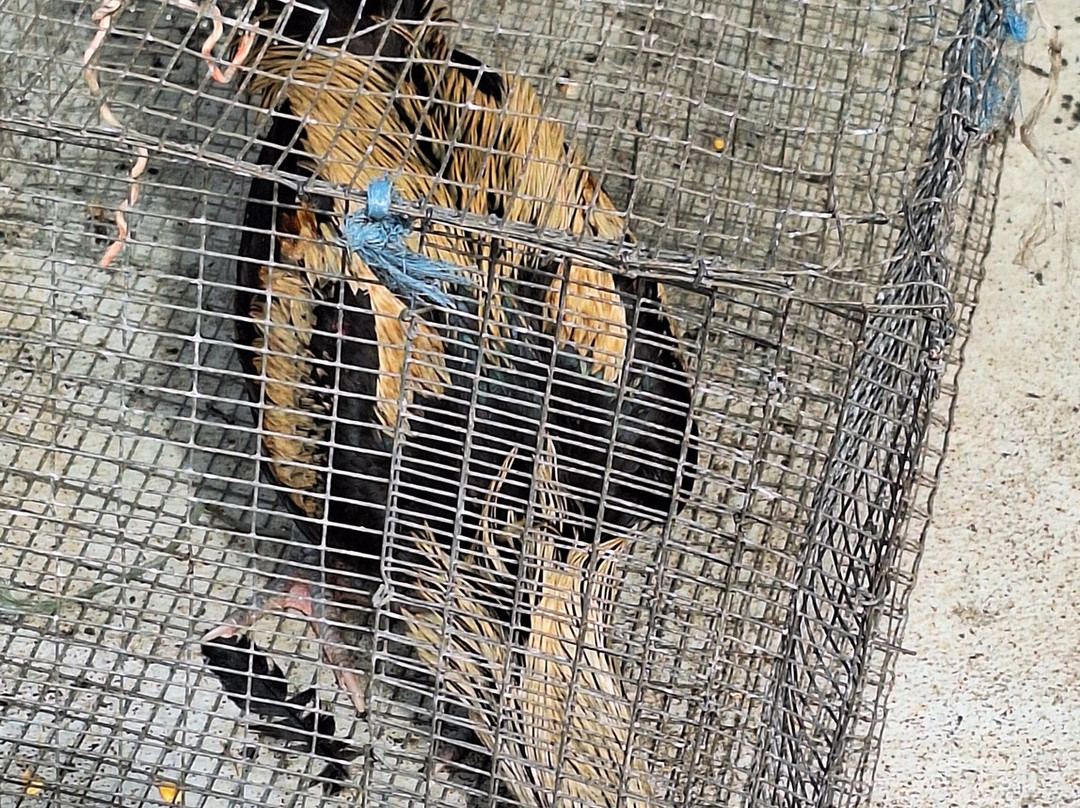 Marche Forain-留尼旺圣皮耶必去景点