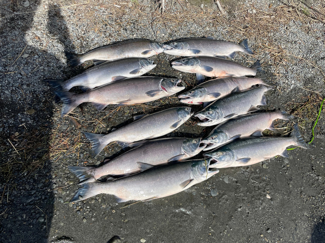 Kenai Kingpin Sportfishing-索尔多特纳必去景点
