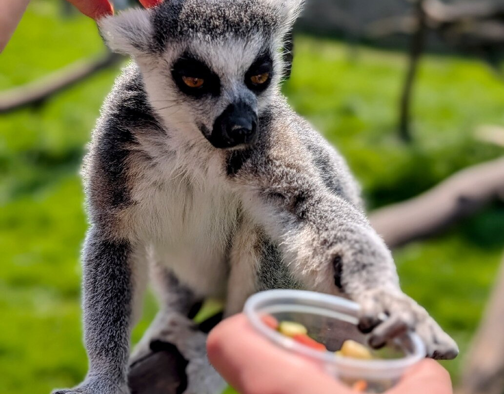 ZOO Łaczna-Mieroszow必去景点