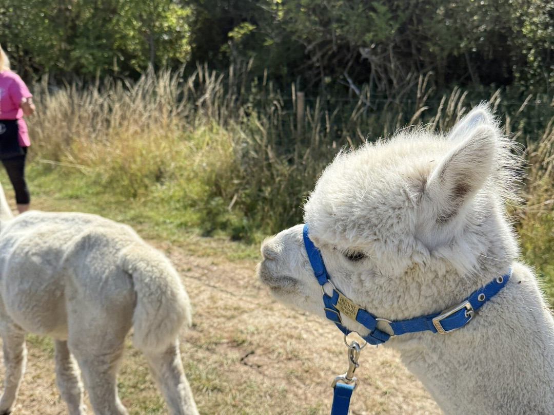 Alpaca & Unicorn Adventures-Tring必去景点