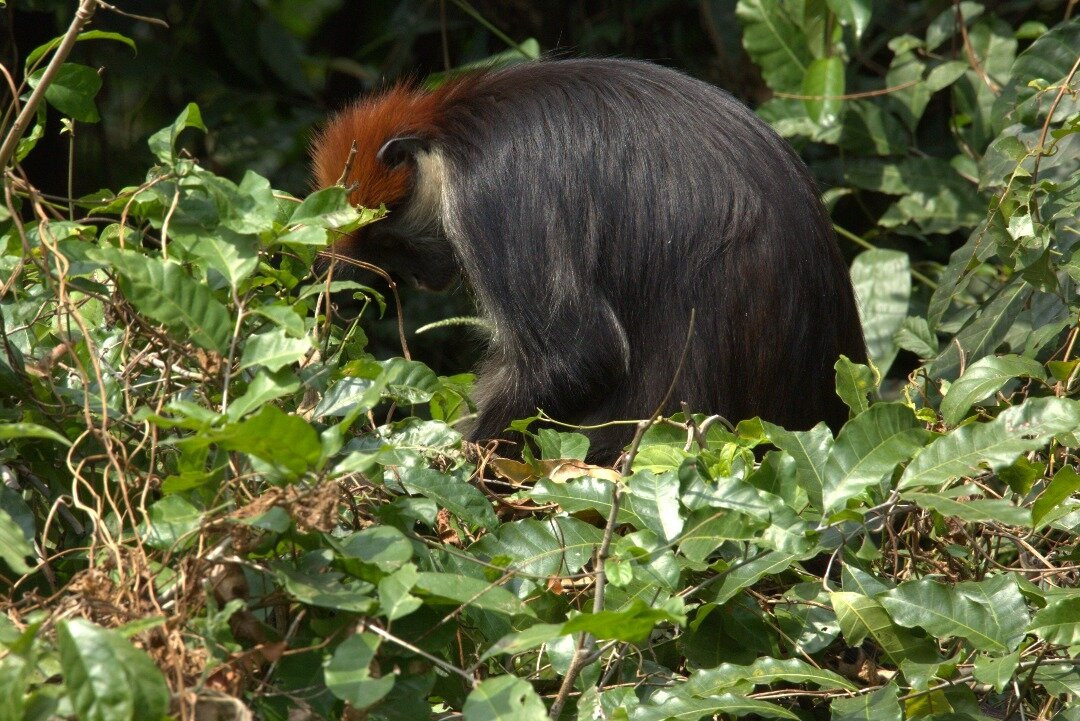 Udzungwa Mountains National Park-莫洛哥罗必去景点