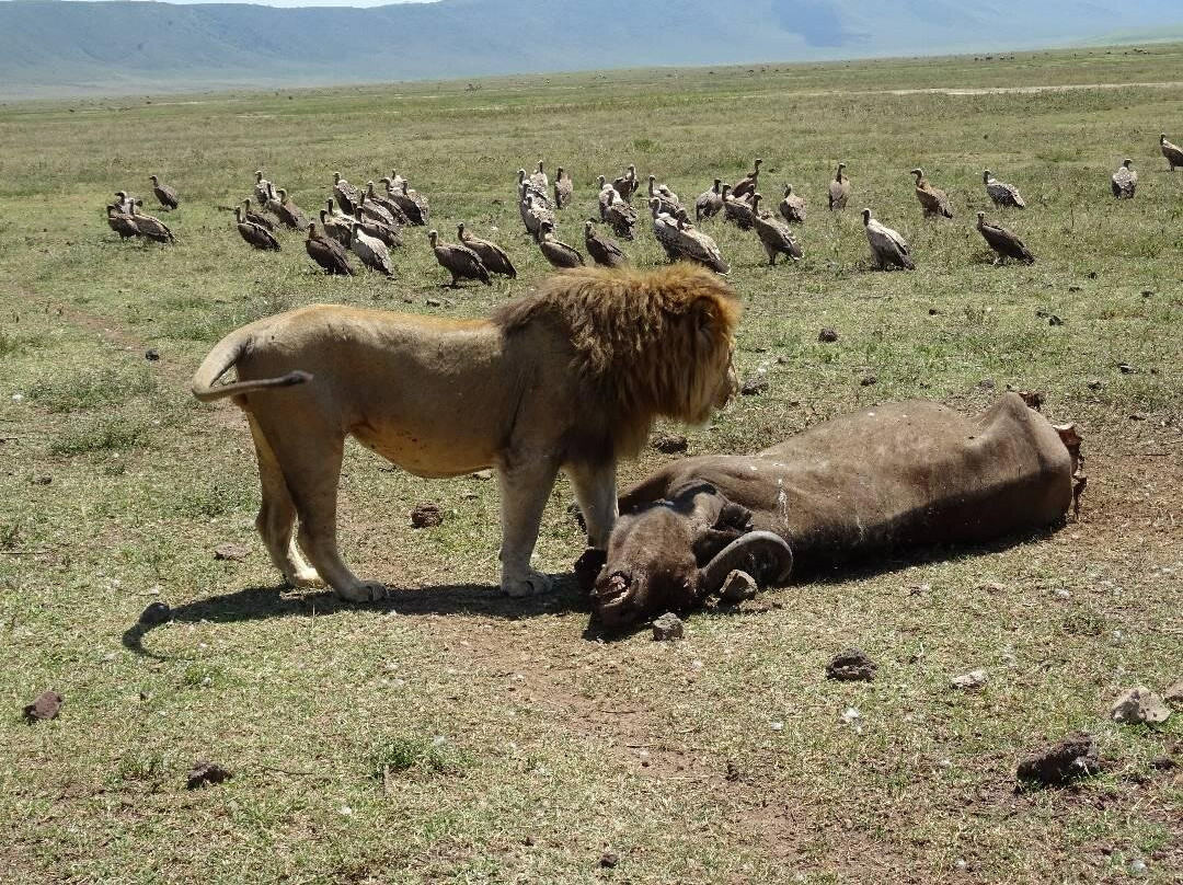 Escape To Tanzania Trekking & Safaris-莫西必去景点