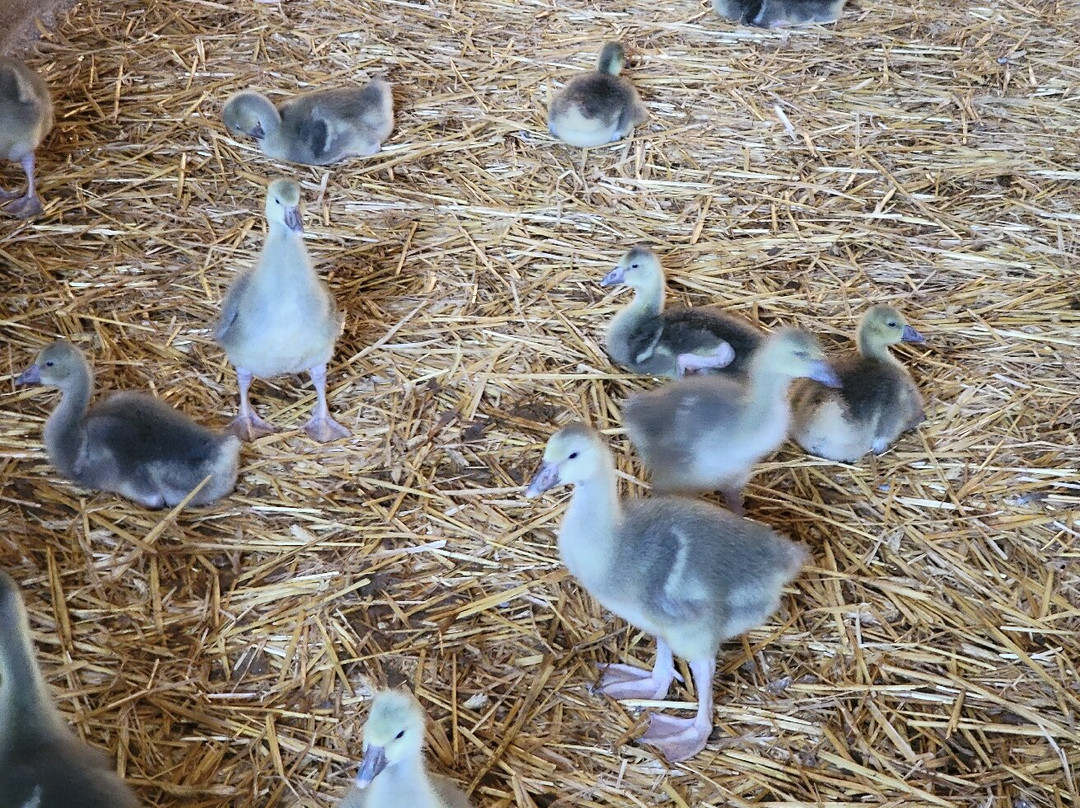 La Ferme de Turnac-Domme必去景点