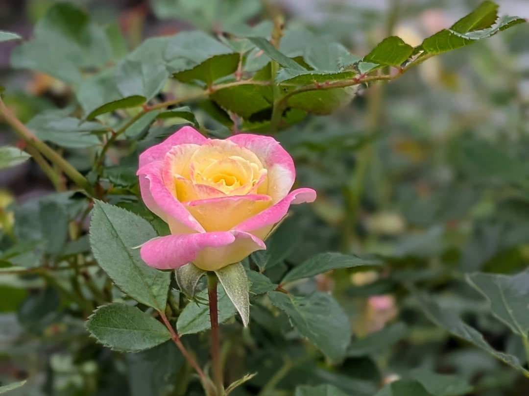 Carriage House Bed and Breakfast主图