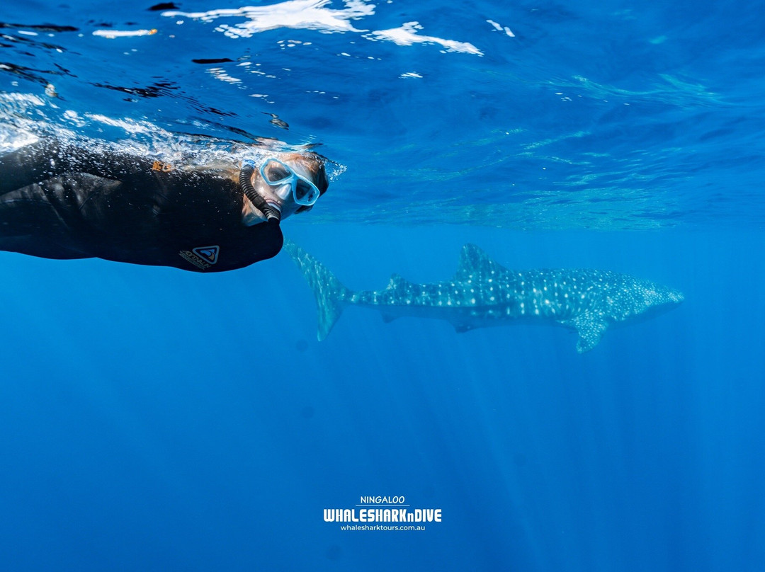 Ningaloo Whaleshark n Dive-埃克斯茅斯必去景点