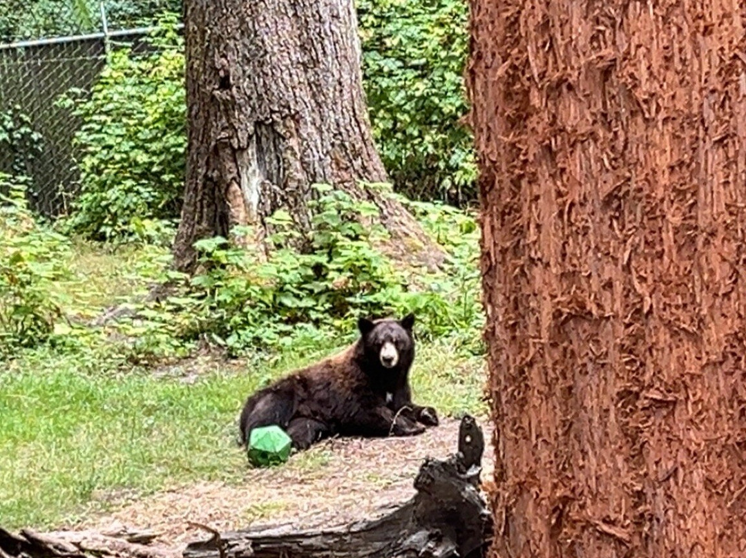 Sequoia Park-尤里卡必去景点