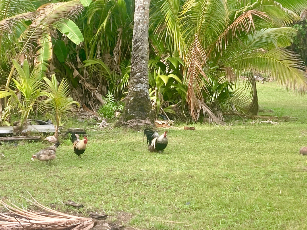 Niue OrientationTour-阿洛菲必去景点