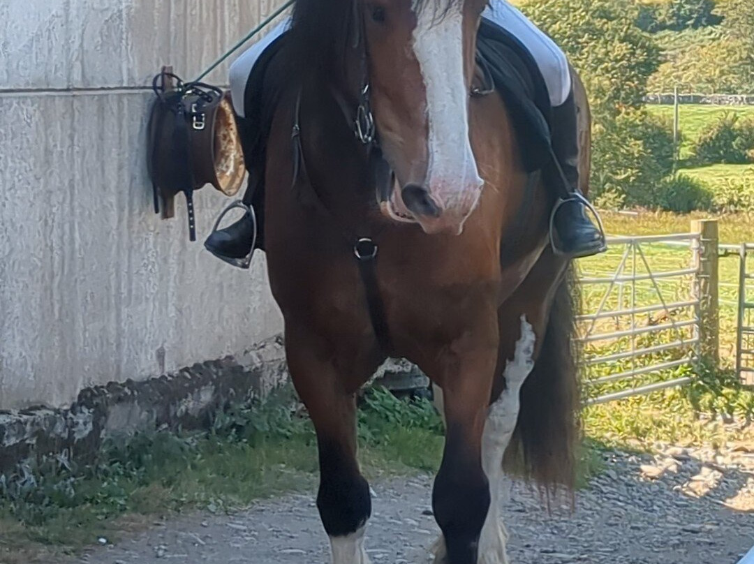 Cumbrian Heavy Horses-Millom必去景点