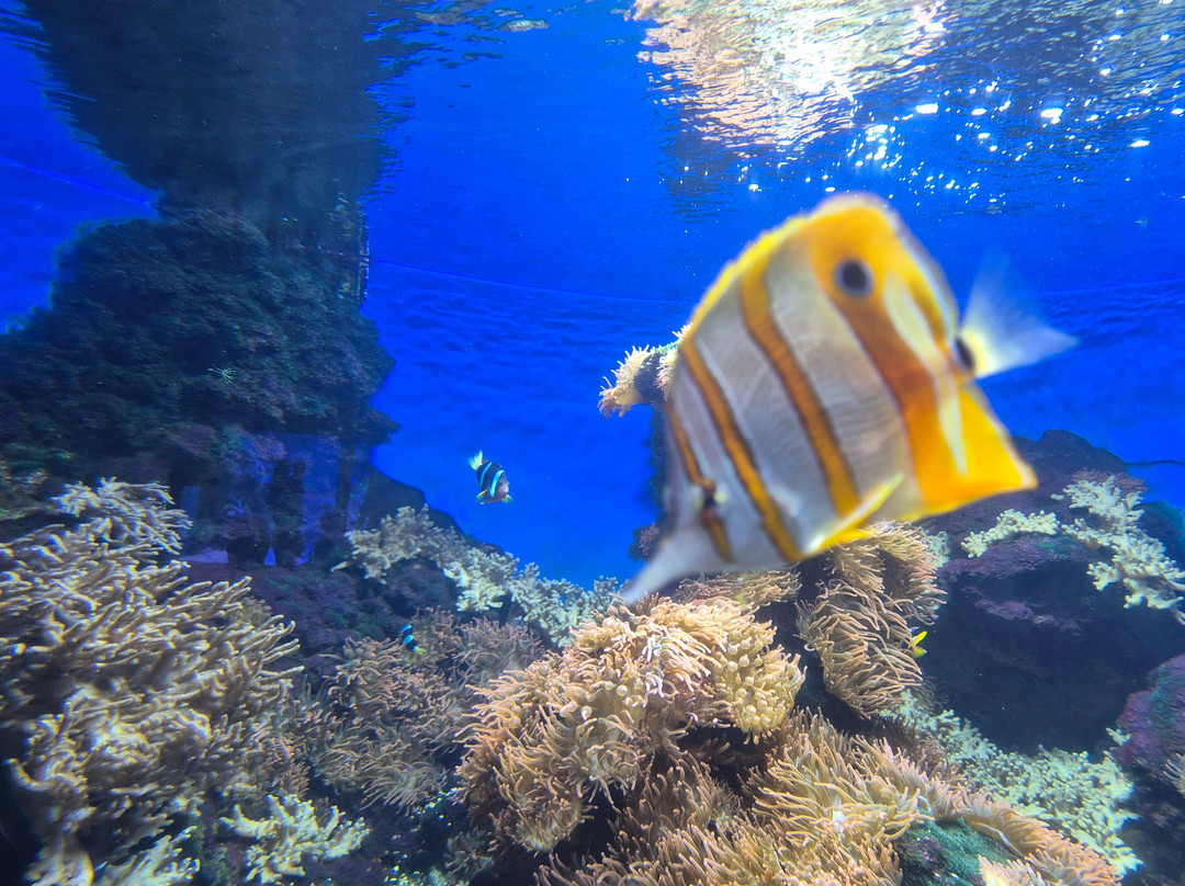 Tropicarium-Oceanárium-布达佩斯必去景点