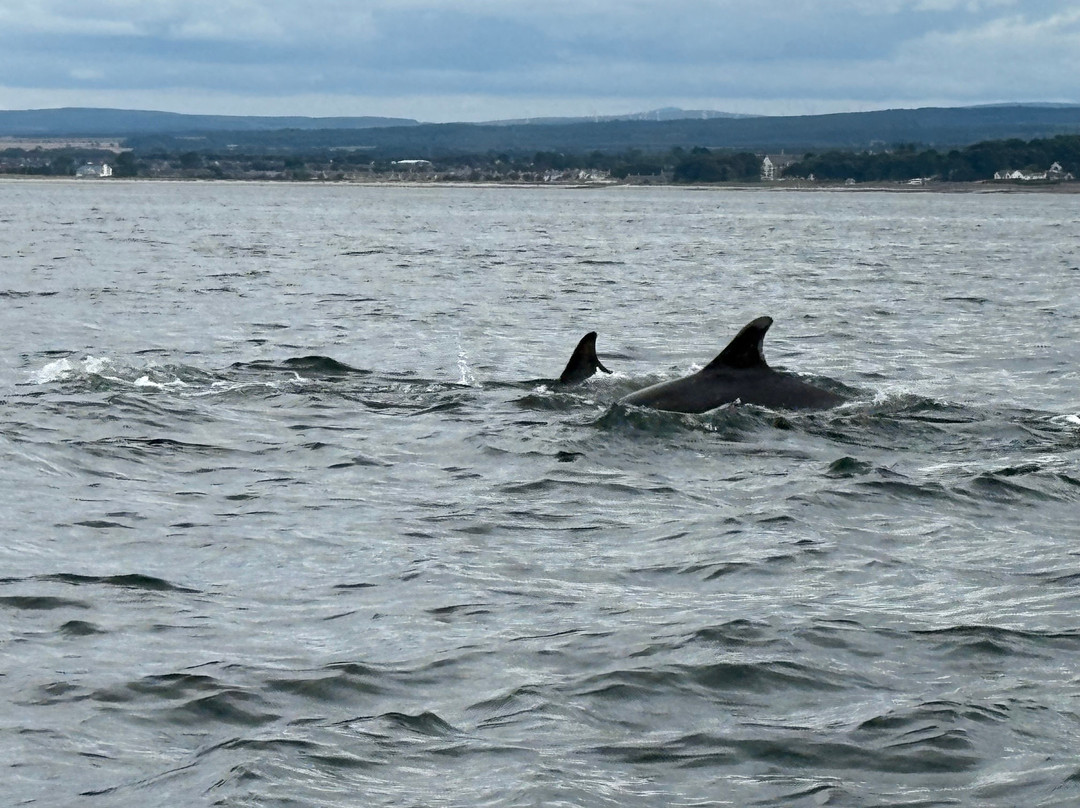 Dolphin Spirit Inverness-因弗内斯必去景点