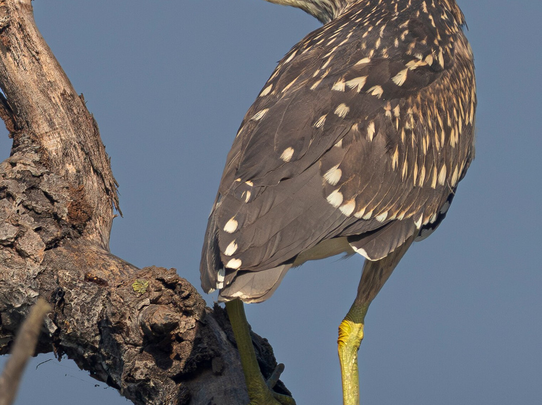 Ebro Delta Birding-Camarles必去景点