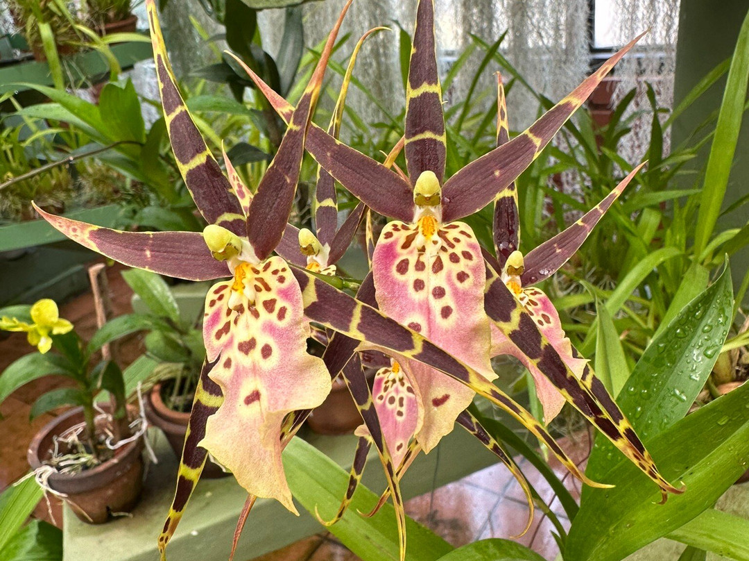 Royal Botanic Gardens Peradeniya-康提必去景点