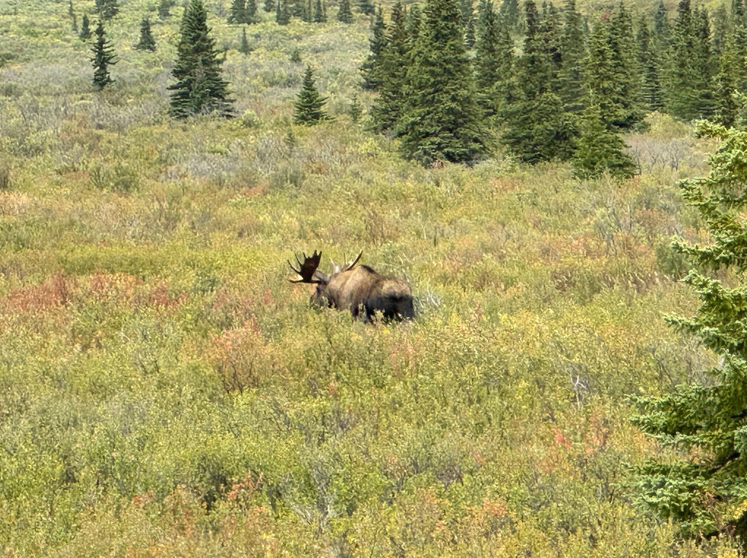 Tundra Wilderness Tour-Denali Park必去景点