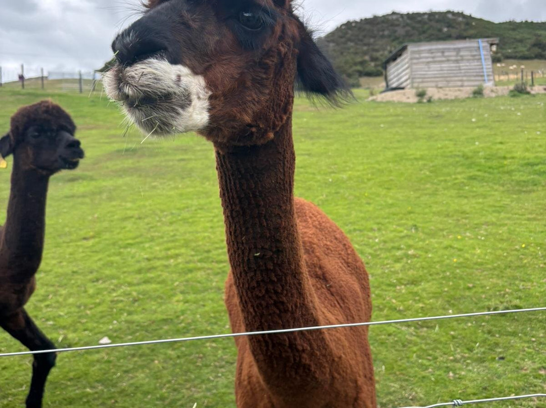 Antur Alpaca At Geufron Farm-Tywyn必去景点