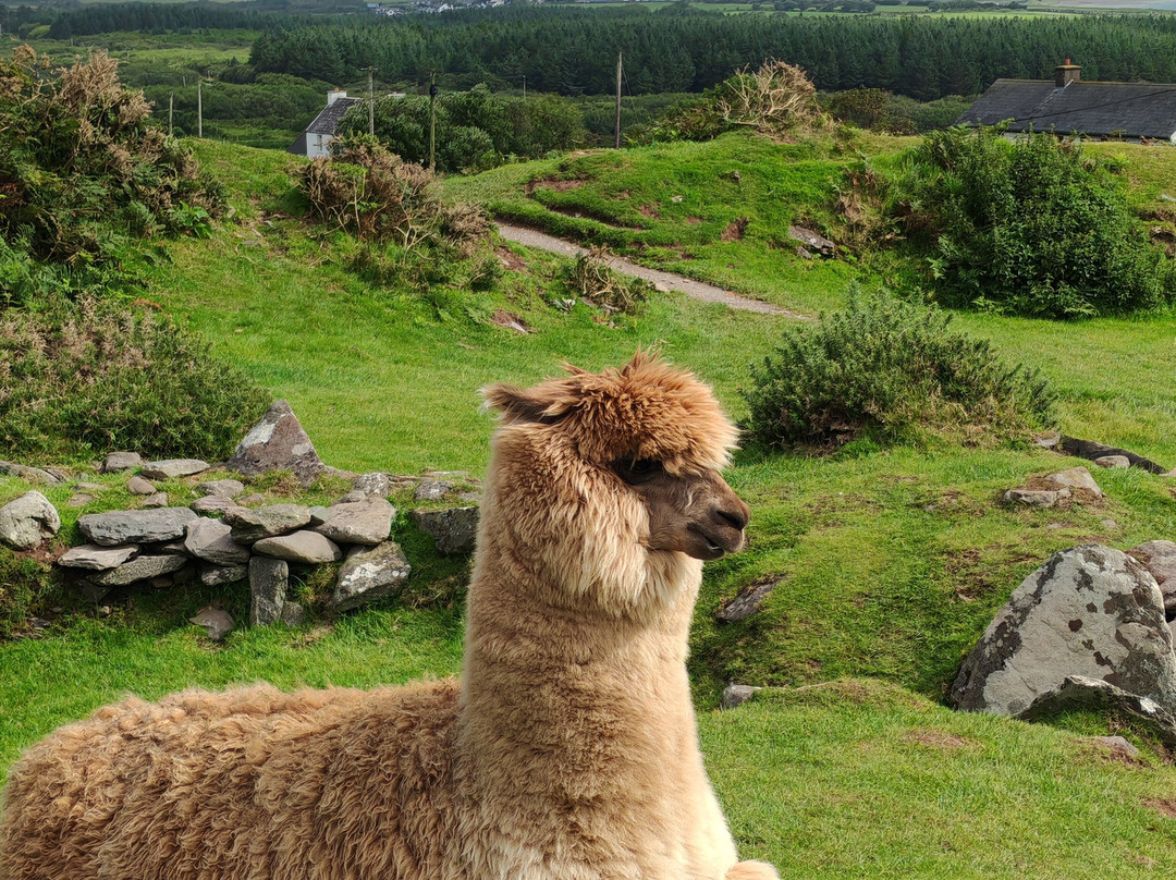 Connemara Adventure Tours-Leenane必去景点