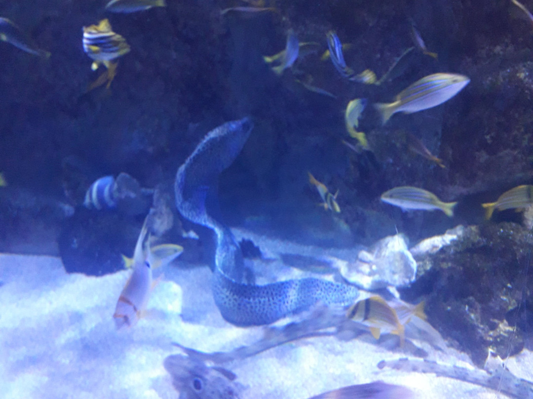 Seaquarium Institut Marin-勒格罗迪鲁瓦必去景点
