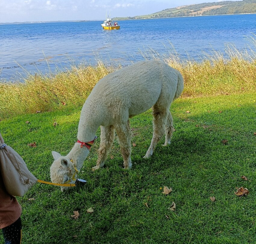 Strangford Bay Alpacas-Strangford必去景点