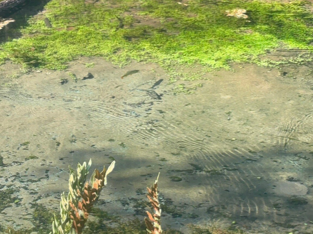 Rio Sucuri-博尼图必去景点