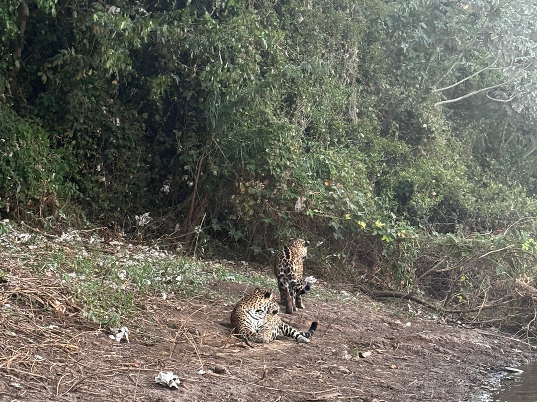 Pantanal Discovery-大坎普市必去景点