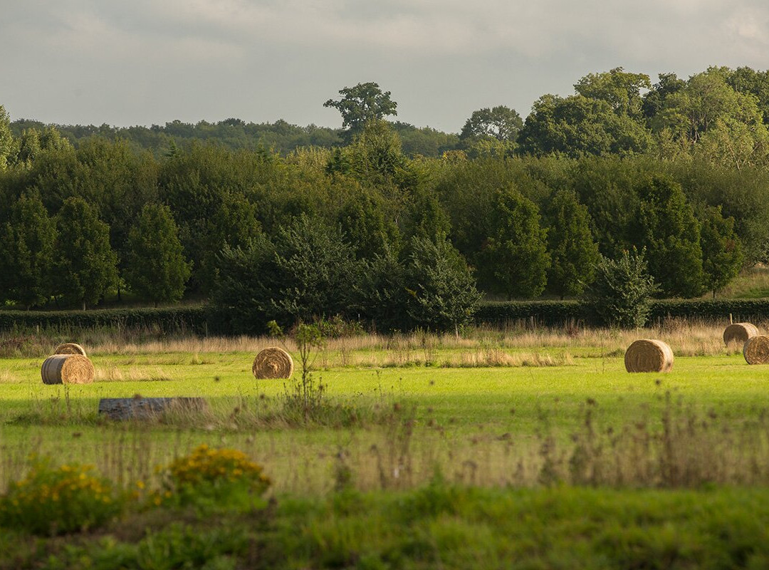 Clandon Wood-East Clandon必去景点