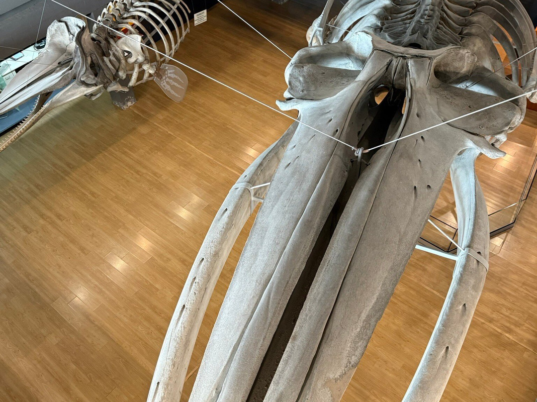 Museo Maritimo del Cantabrico-桑坦德必去景点