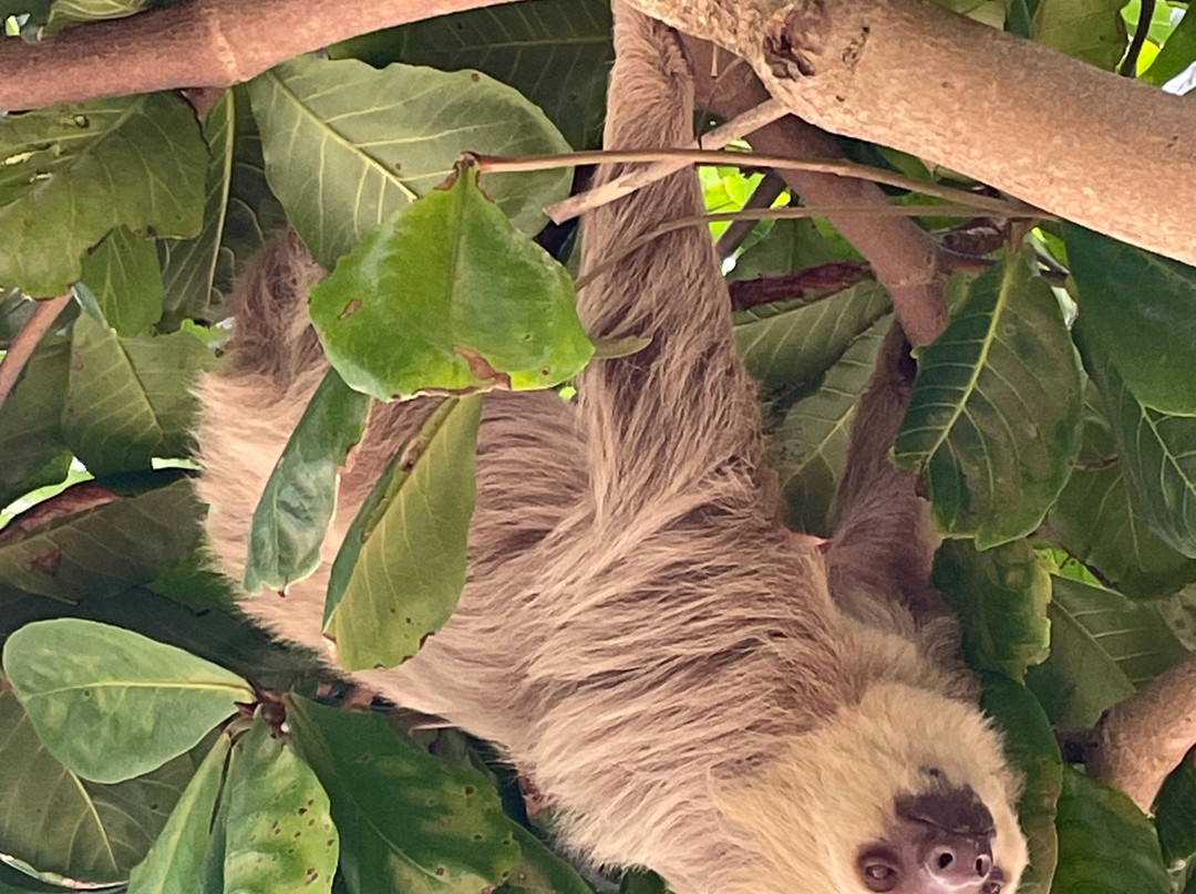 Services Coronado-巴拿马城必去景点