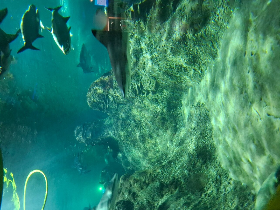 Acuario Michin Puebla-普埃布拉必去景点