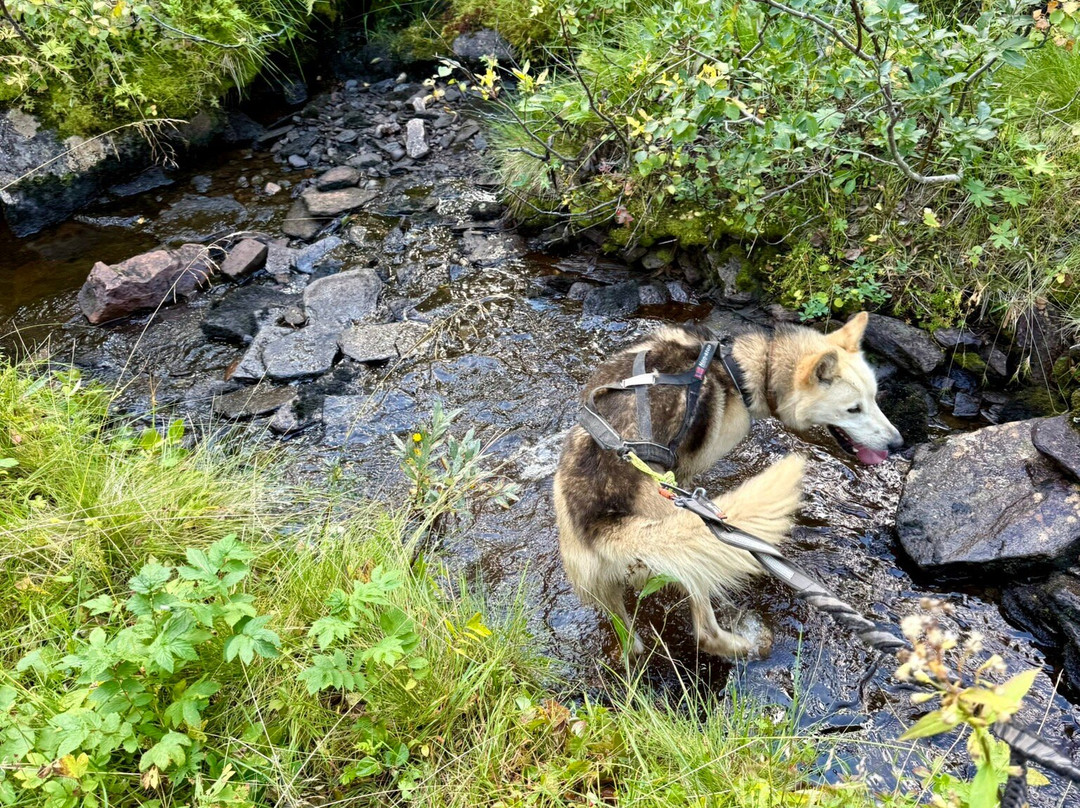 北极探险一日游-特罗姆瑟必去景点