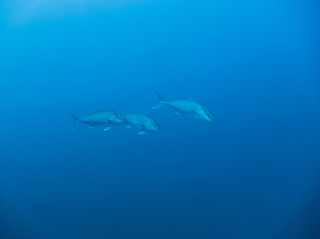 Mero Diving-Cala Ratjada必去景点