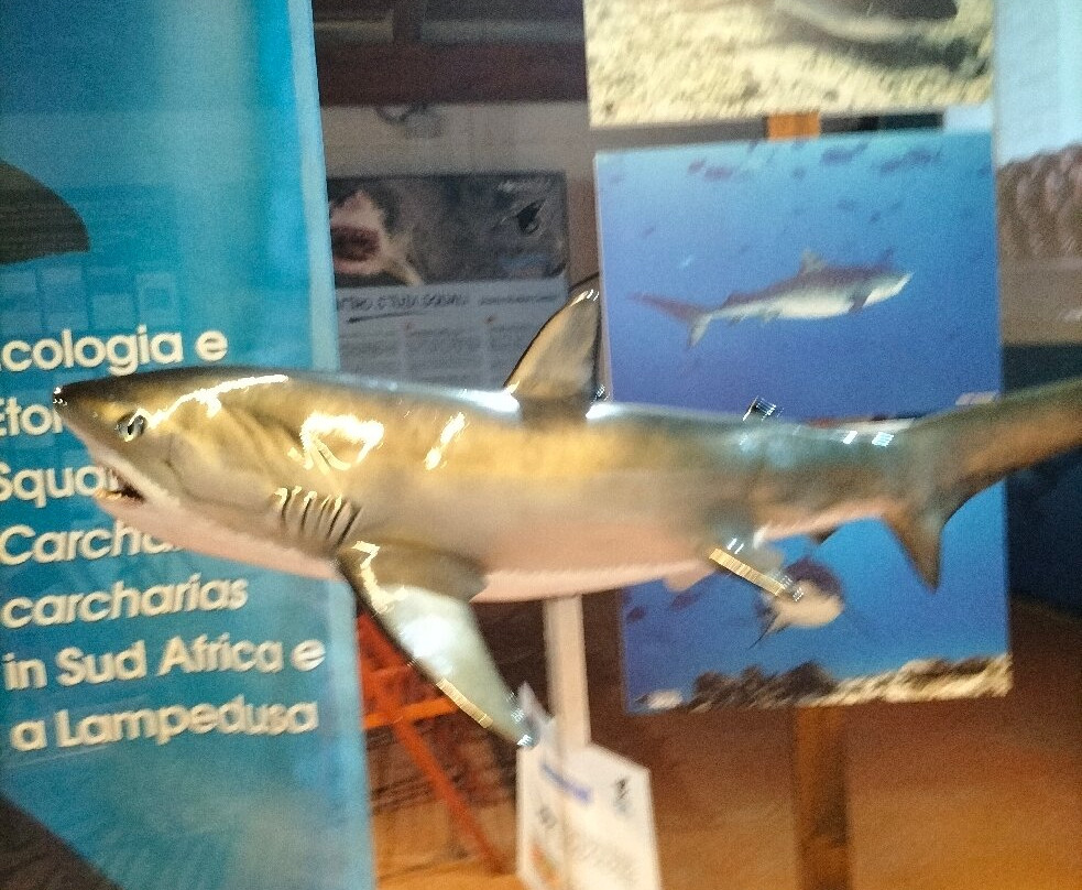 Aquarium Mondo Marino-马萨马里蒂马必去景点