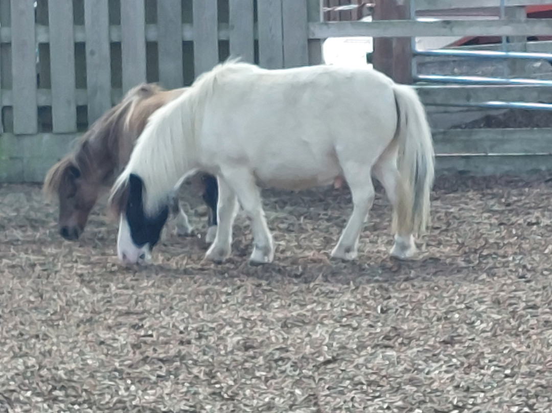 Redwings Horse Sanctuary-Oxhill必去景点